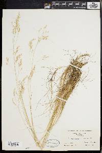 Deschampsia flexuosa image