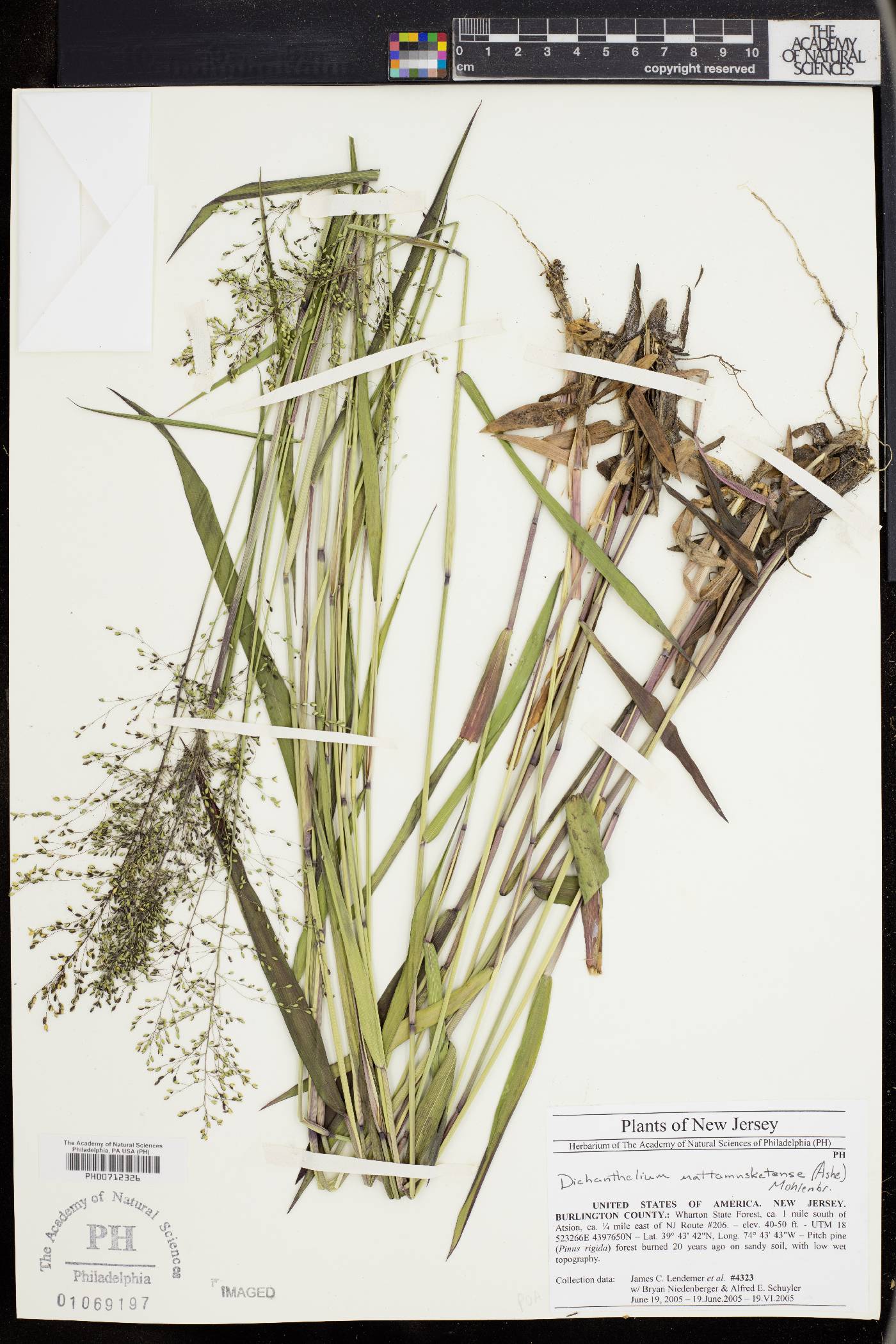 Dichanthelium dichotomum subsp. mattamuskeetense image