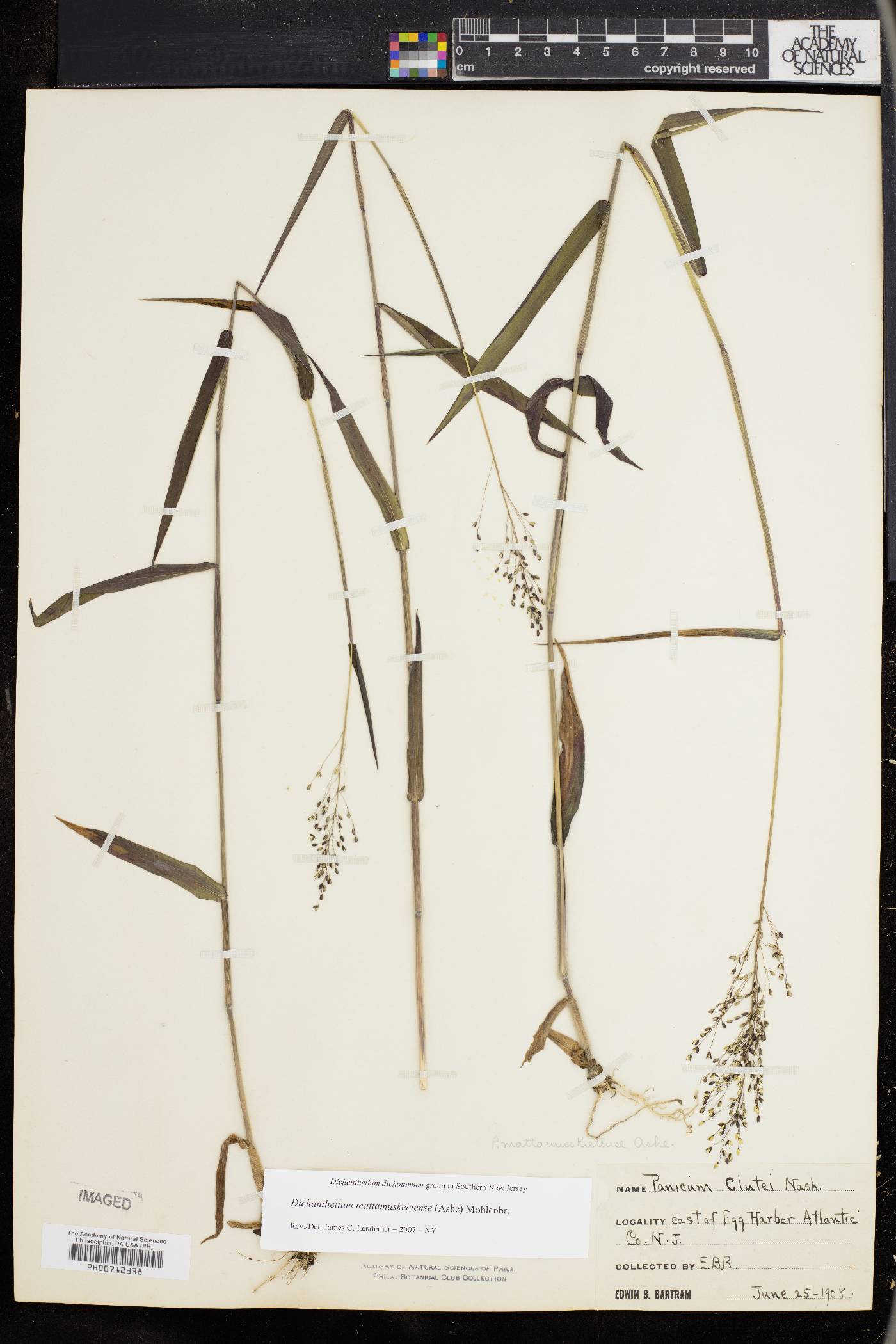 Dichanthelium dichotomum subsp. mattamuskeetense image
