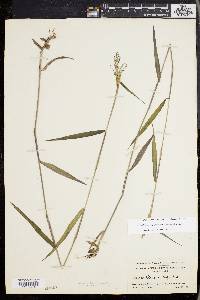 Dichanthelium dichotomum subsp. mattamuskeetense image