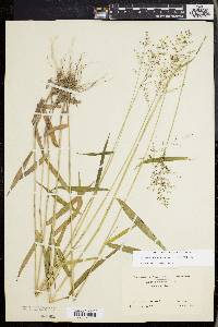 Dichanthelium dichotomum subsp. mattamuskeetense image