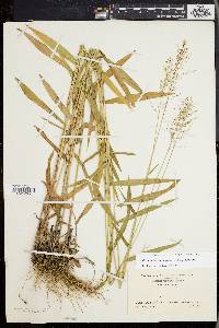 Dichanthelium dichotomum subsp. mattamuskeetense image