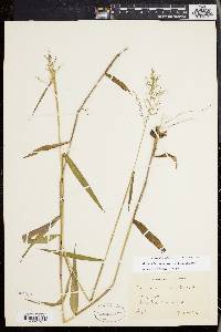 Dichanthelium dichotomum subsp. mattamuskeetense image