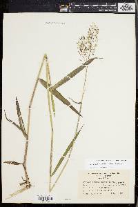 Dichanthelium dichotomum subsp. mattamuskeetense image