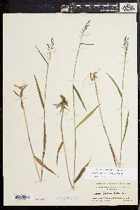 Dichanthelium dichotomum subsp. mattamuskeetense image