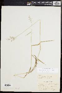 Dichanthelium dichotomum subsp. mattamuskeetense image