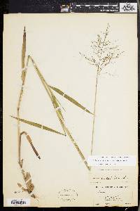 Dichanthelium dichotomum subsp. mattamuskeetense image