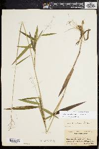 Dichanthelium dichotomum subsp. mattamuskeetense image