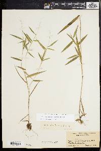 Dichanthelium dichotomum subsp. mattamuskeetense image