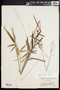 Dichanthelium dichotomum subsp. mattamuskeetense image