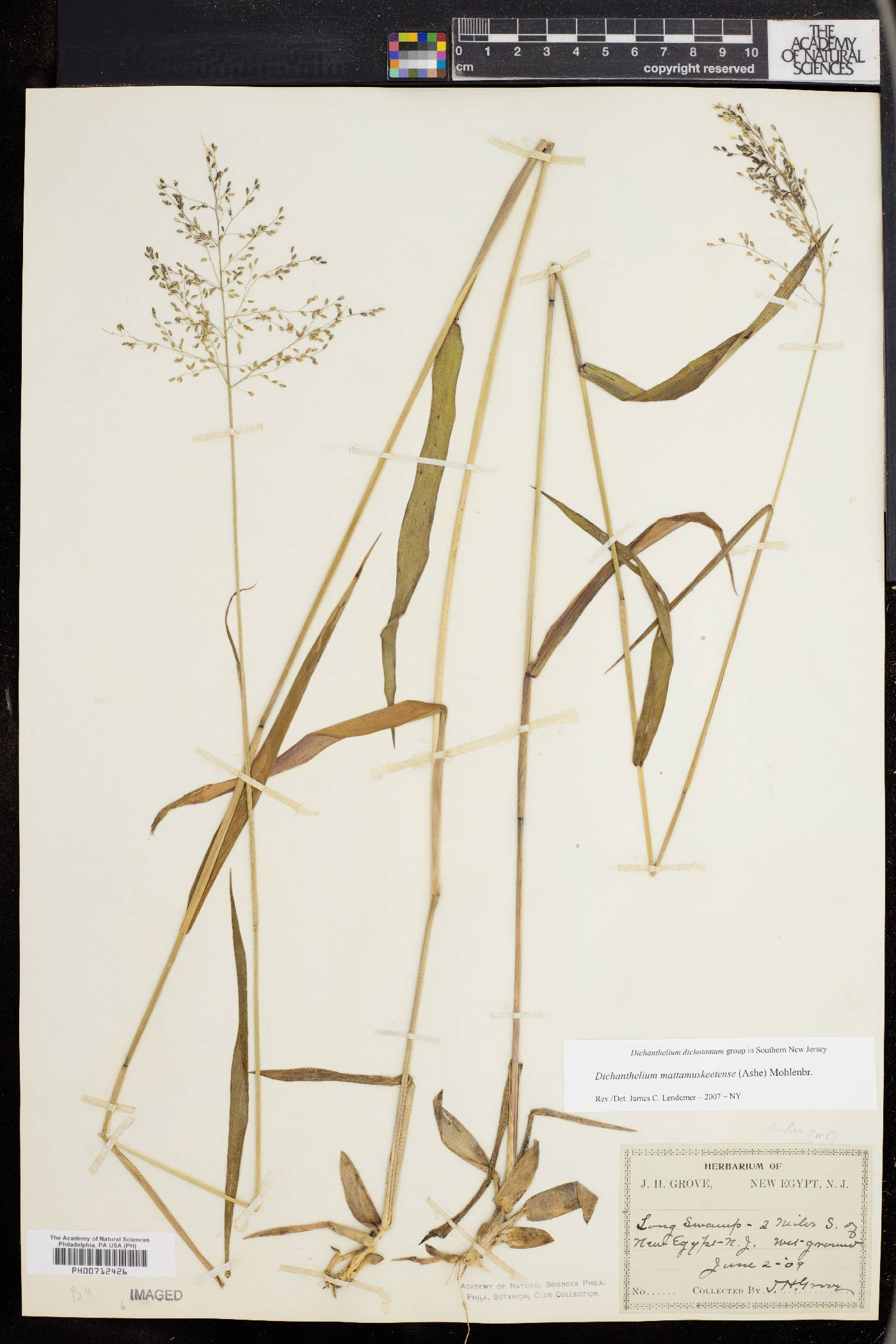Dichanthelium dichotomum subsp. mattamuskeetense image