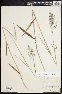 Dichanthelium dichotomum subsp. mattamuskeetense image