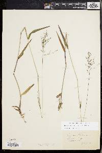 Dichanthelium dichotomum subsp. mattamuskeetense image