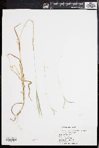 Digitaria filiformis image