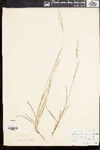 Digitaria filiformis image