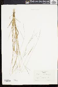 Digitaria filiformis image