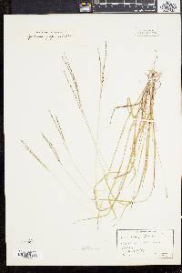 Digitaria filiformis image