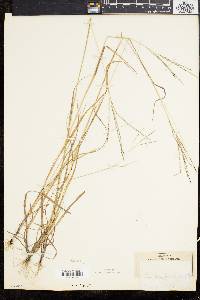 Digitaria filiformis image