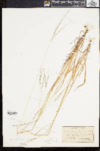 Digitaria filiformis image