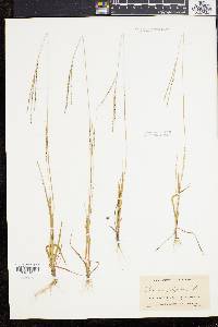 Digitaria filiformis image