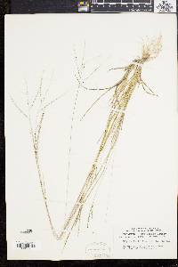 Digitaria filiformis image