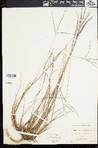 Digitaria filiformis image