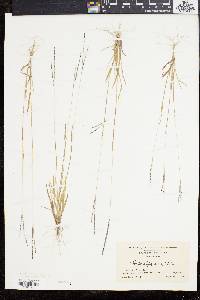 Digitaria filiformis image