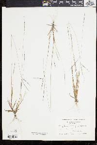 Digitaria filiformis image