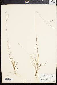 Digitaria filiformis image