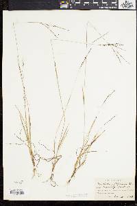 Digitaria filiformis image