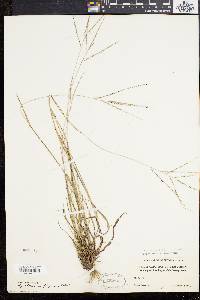 Digitaria filiformis image