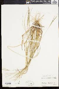 Digitaria filiformis image