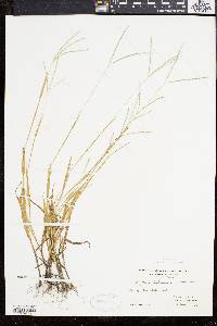 Digitaria ischaemum image