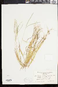 Digitaria ischaemum image