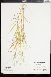 Digitaria ischaemum image