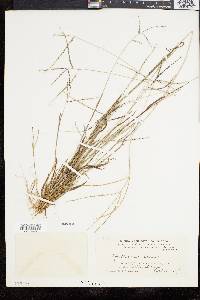 Digitaria ischaemum image