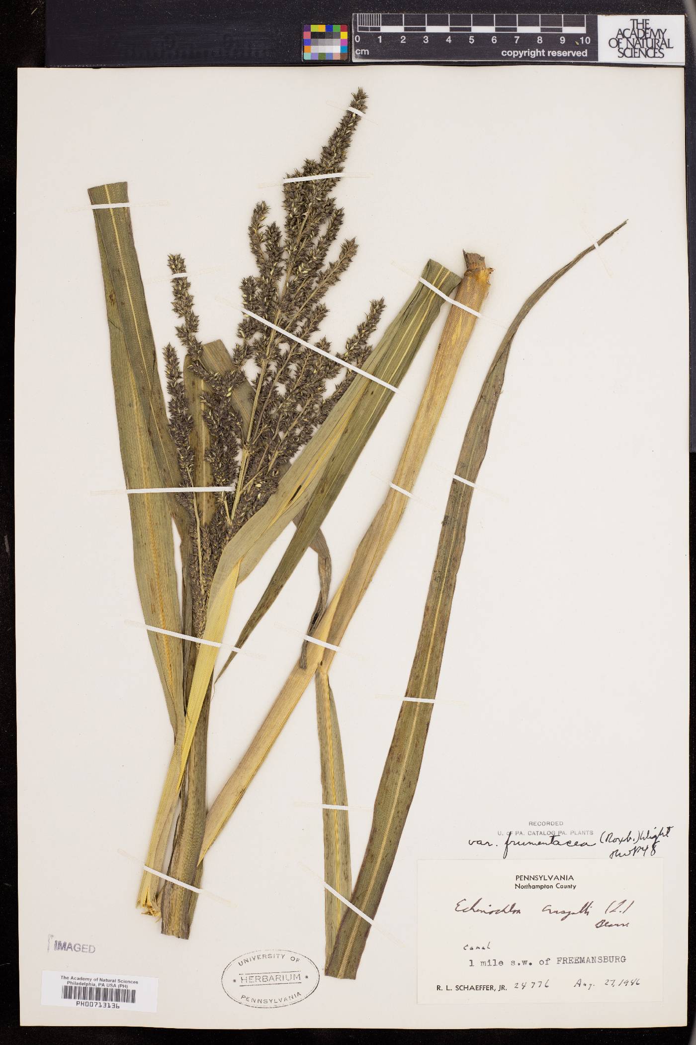 Echinochloa frumentacea image