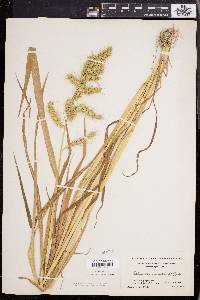 Echinochloa muricata var. muricata image