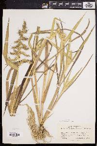 Echinochloa muricata var. muricata image