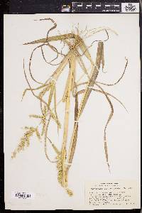 Echinochloa muricata var. muricata image