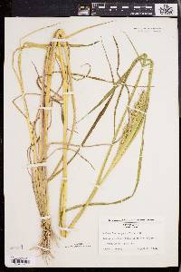 Echinochloa muricata var. muricata image