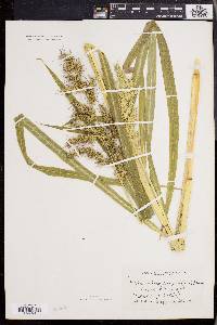 Echinochloa muricata var. muricata image