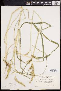 Echinochloa muricata var. muricata image