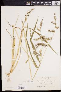 Echinochloa muricata var. muricata image