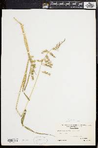 Echinochloa muricata var. muricata image