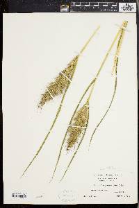 Echinochloa muricata var. muricata image