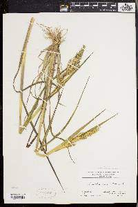 Echinochloa muricata var. muricata image