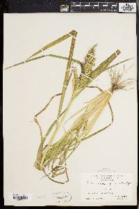 Echinochloa muricata var. muricata image