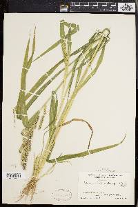 Echinochloa muricata var. muricata image