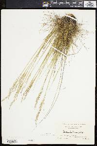 Deschampsia flexuosa image